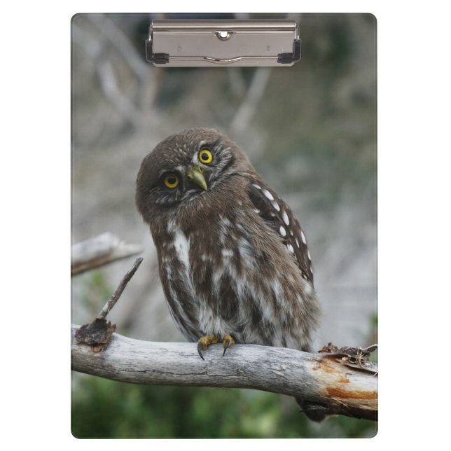 Northern Pygmy Owl Clipboard (Front)