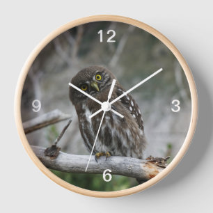 Northern Pygmy Owl Clock