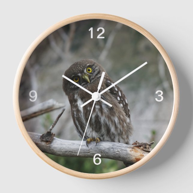 Northern Pygmy Owl Clock (Front)