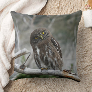 Northern Pygmy Owl Cushion