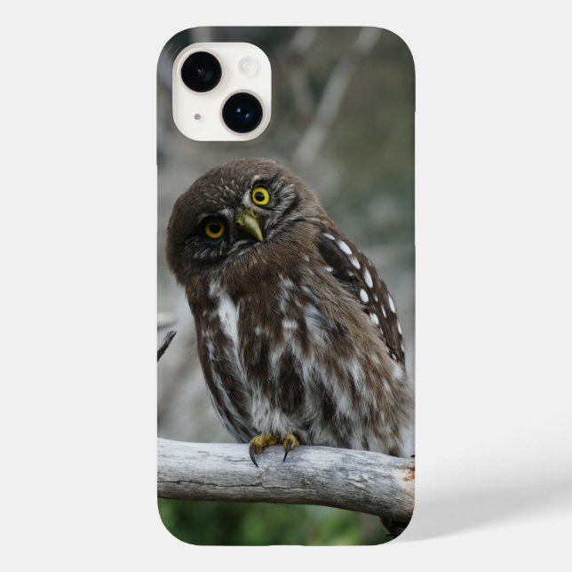 Northern Pygmy Owl iPhone 14 Plus Case (Back)