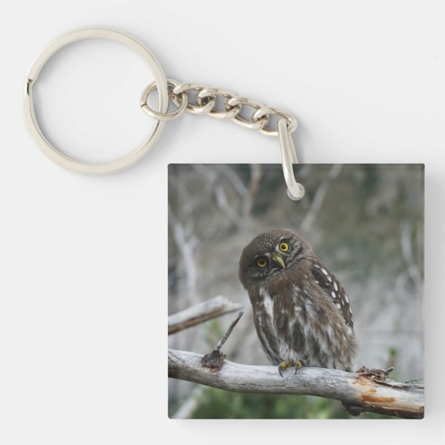 Northern Pygmy Owl Key Ring (Front)
