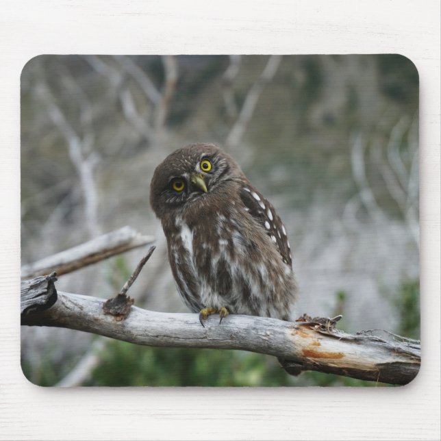 Northern Pygmy Owl Mouse Pad (Front)