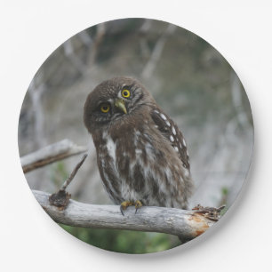 Northern Pygmy Owl Paper Plate