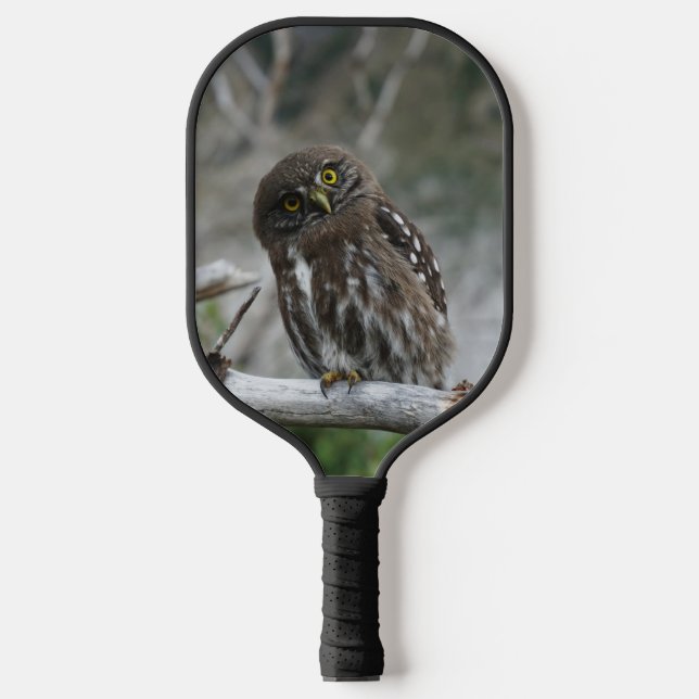 Northern Pygmy Owl Pickleball Paddle (Front)
