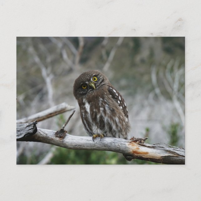 Northern Pygmy Owl Postcard (Front)