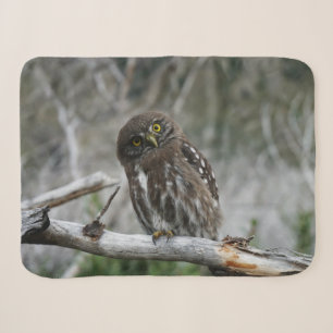 Northern Pygmy Owl Sherpa Blanket