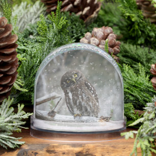 Northern Pygmy Owl Snowglobe