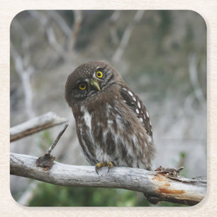 Northern Pygmy Owl Square Paper Coaster