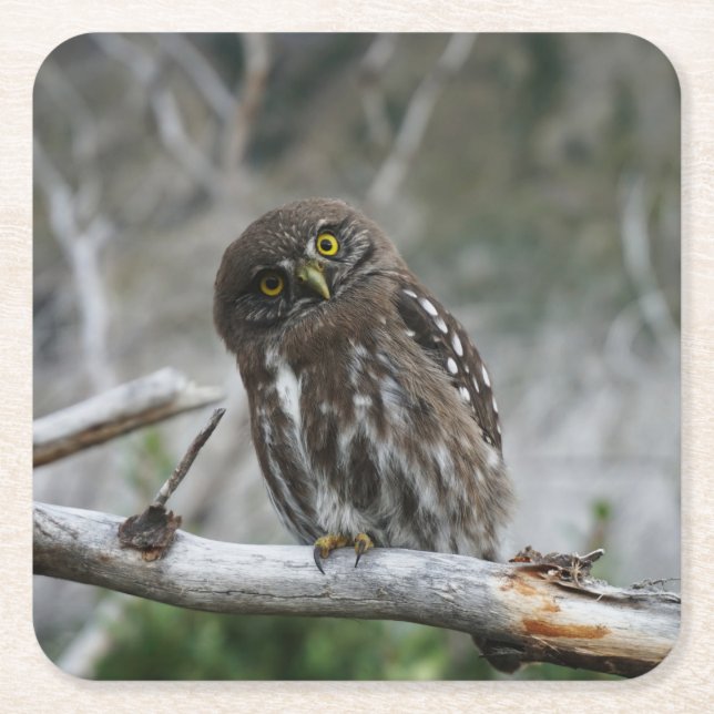 Northern Pygmy Owl Square Paper Coaster (Front)
