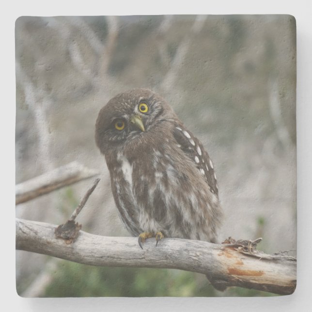 Northern Pygmy Owl Stone Coaster (Front)