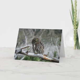 Northern Pygmy Owl Thank You Card