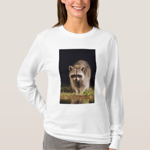 Northern Racoon, Procyon lotor, adult at T-Shirt