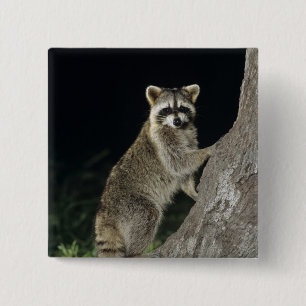 Northern Racoon, Procyon lotor, adult at tree 15 Cm Square Badge