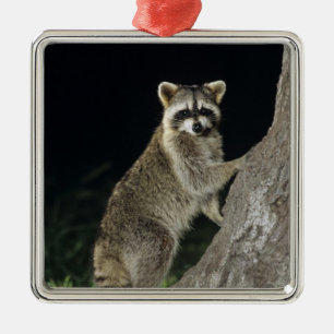 Northern Racoon, Procyon lotor, adult at tree Metal Ornament