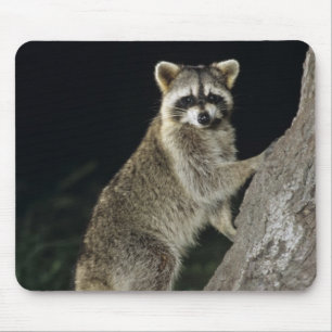Northern Racoon, Procyon lotor, adult at tree Mouse Pad