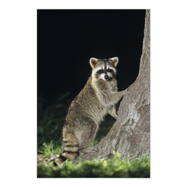 Northern Racoon, Procyon lotor, adult at tree Photo Print (Front)