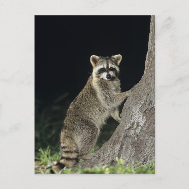 Northern Racoon, Procyon lotor, adult at tree Postcard (Front)