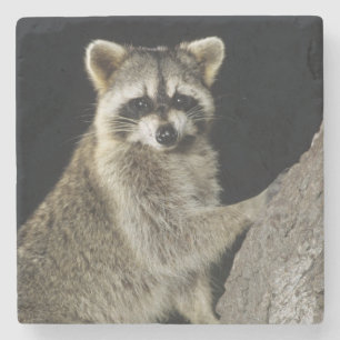 Northern Racoon, Procyon lotor, adult at tree Stone Coaster