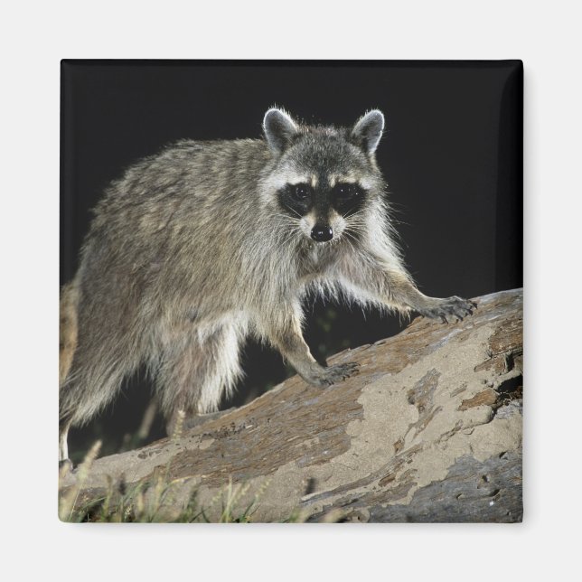 Northern Racoon, Procyon lotor Magnet (Front)
