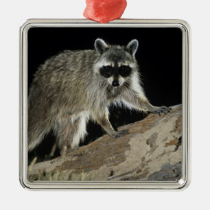 Northern Racoon, Procyon lotor Metal Ornament