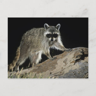 Northern Racoon, Procyon lotor Postcard