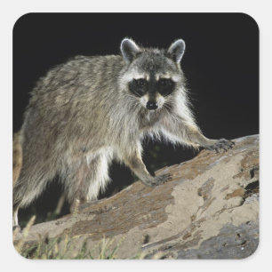 Northern Racoon, Procyon lotor Square Sticker