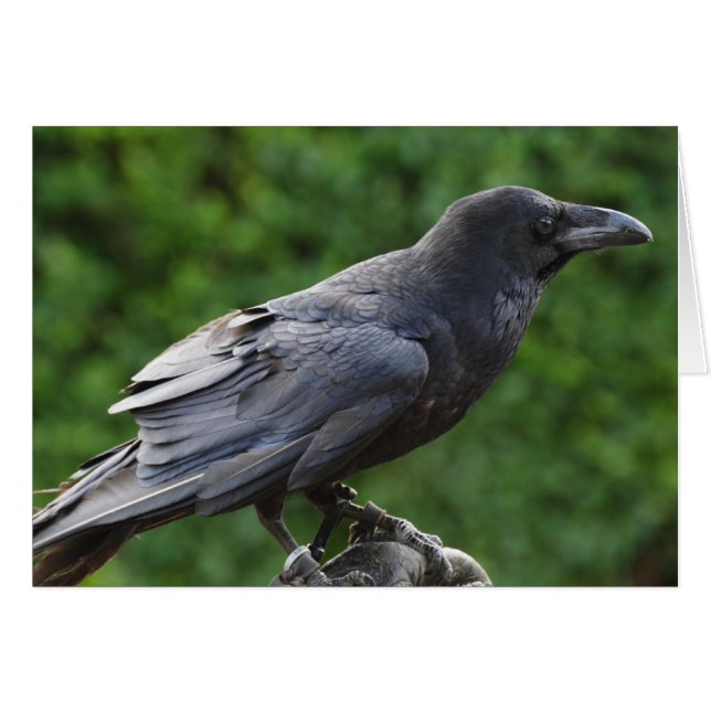 Northern Raven (Front Horizontal)