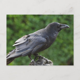 Northern Raven Postcard