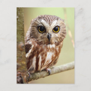 Northern Saw-whet Owl (Aegolius acadicus) Postcard
