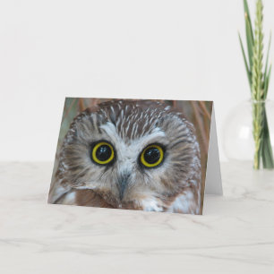Northern Saw-whet Owl Close-Up Card