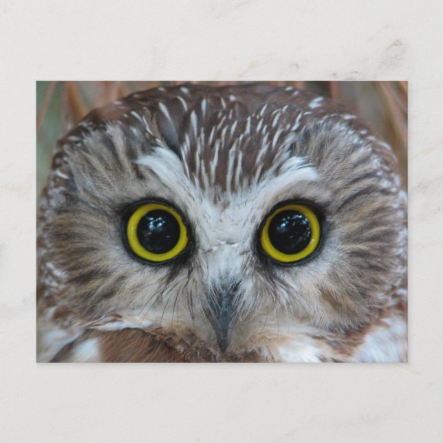 Northern Saw-whet Owl Close-Up Postcard (Front)