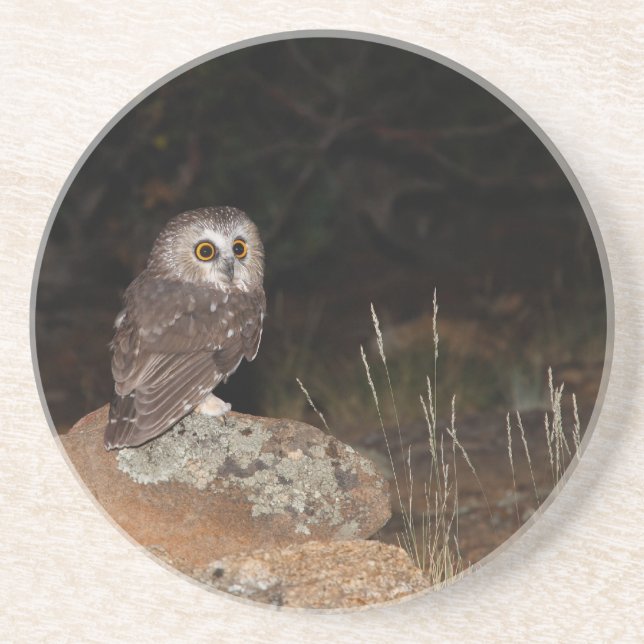 Northern Saw Whet Owl hunting at night Coaster (Front)