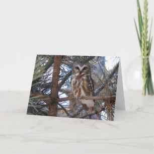 Northern Saw-Whet Owl in Pine Tree Card