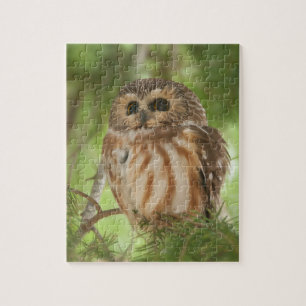 Northern Saw-whet Owl Jigsaw Puzzle