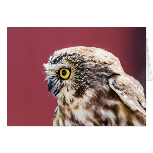 Northern Saw-Whet Owl Portrait (Front Horizontal)