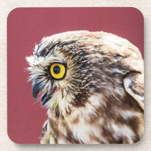 Northern Saw-Whet Owl Portrait Coaster