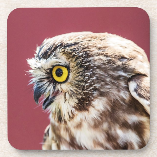 Northern Saw-Whet Owl Portrait Coaster (Front)