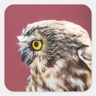 Northern Saw-Whet Owl Portrait Square Sticker