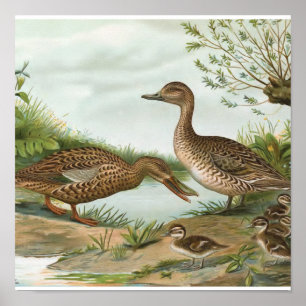 Northern Shoveler and Northern Pintail Ducks Poster