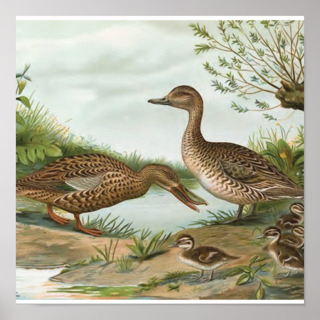 Northern Shoveler and Northern Pintail Ducks Poster (Front)