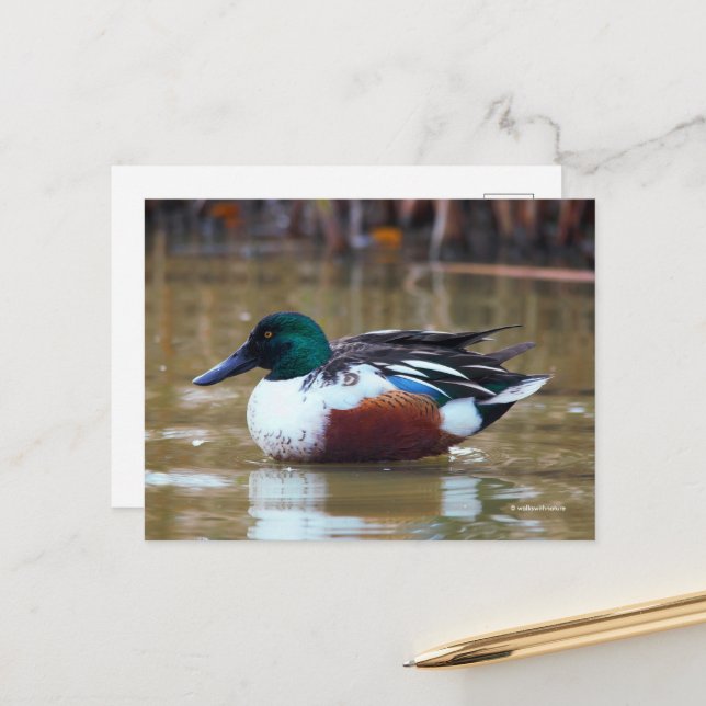 Northern Shoveler Duck at the Pond Postcard (Front/Back In Situ)