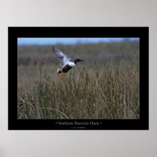 Northern Shoveler Duck Poster