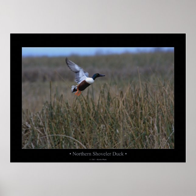 Northern Shoveler Duck Poster (Front)