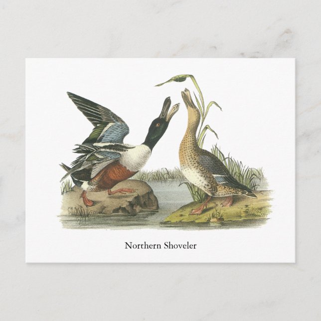 Northern Shoveler, John Audubon Postcard (Front)