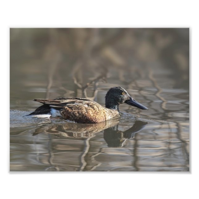 Northern Shoveler Photography Print (Front)