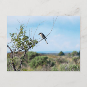 Northern Shrike Postcard