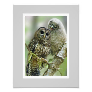 Northern Spotted Owl (Strix occidentalis)  11 x 14 Photo Print