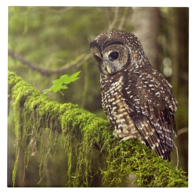 Northern Spotted Owl (Strix occidentals caurina) Ceramic Tile (Front)