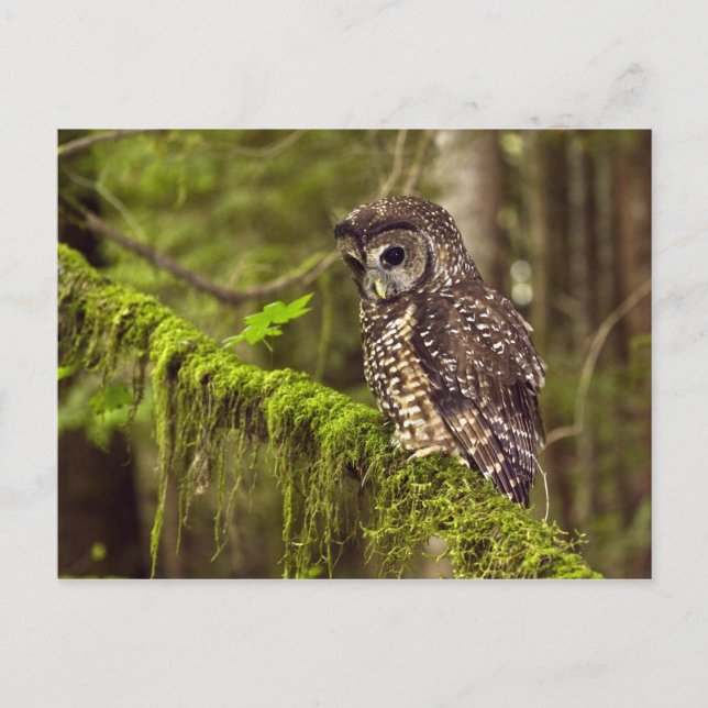 Northern Spotted Owl (Strix occidentals caurina) Postcard (Front)